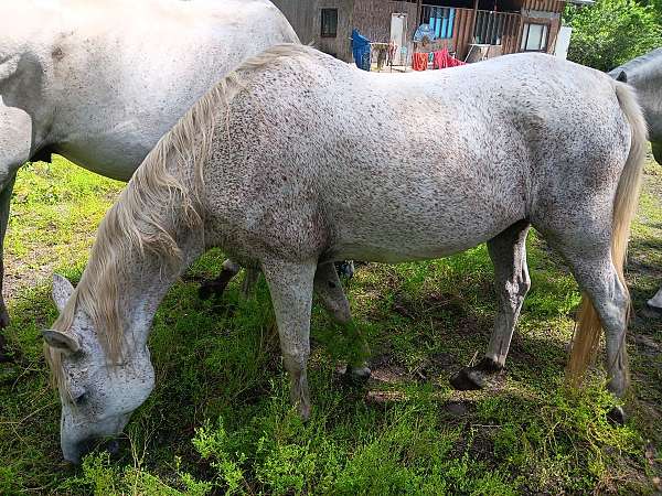 all-around-arabian-horse