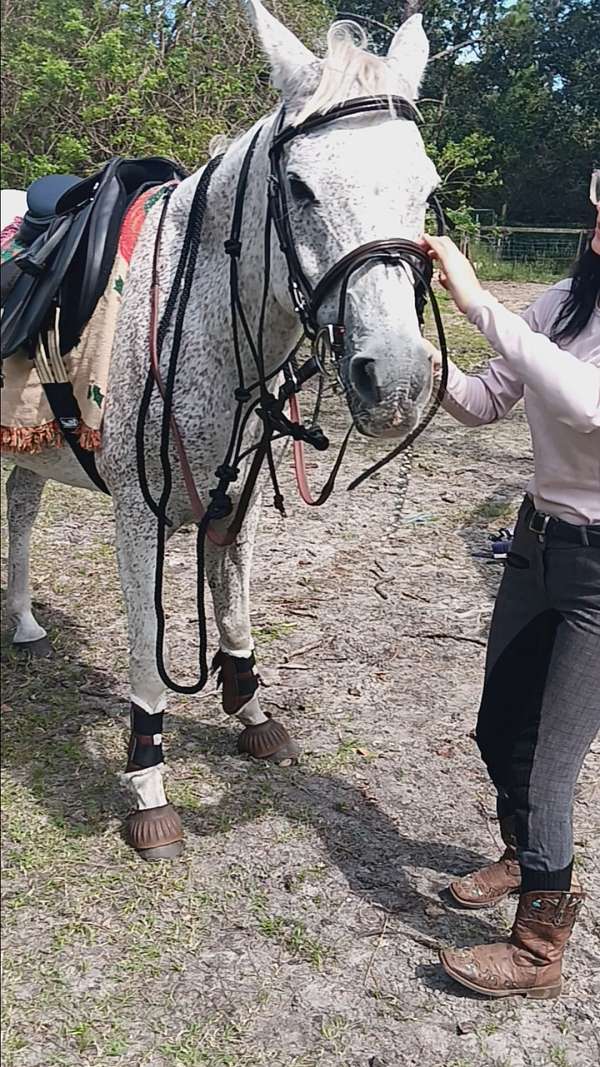 all-around-arabian-horse