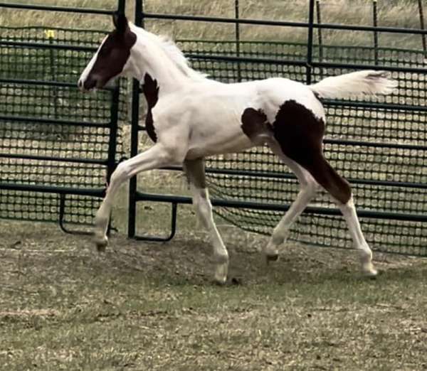 wide-white-blaze-4-stockings-horse