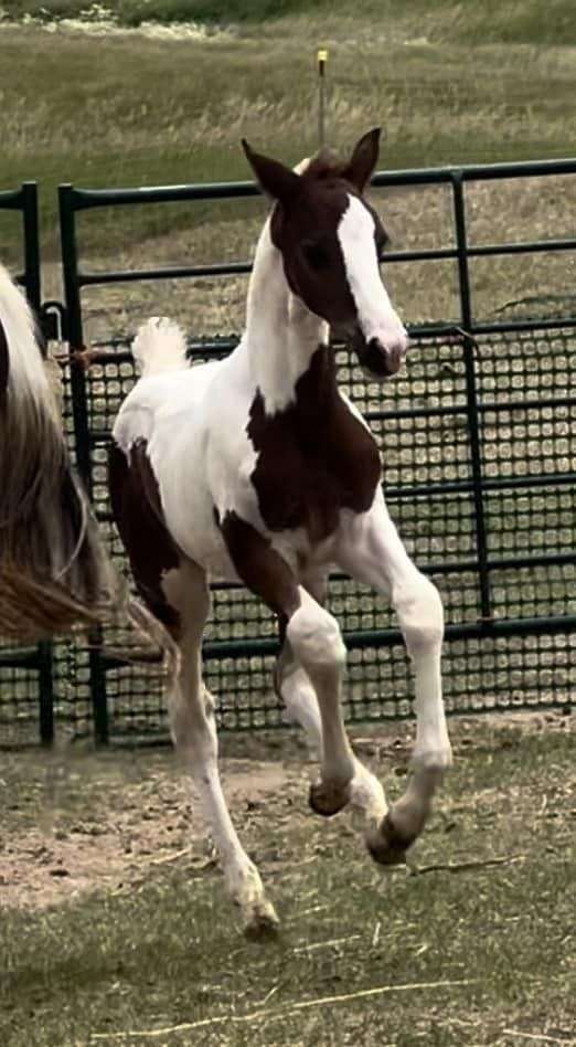 pinto-wide-white-blaze-4-stockings-horse