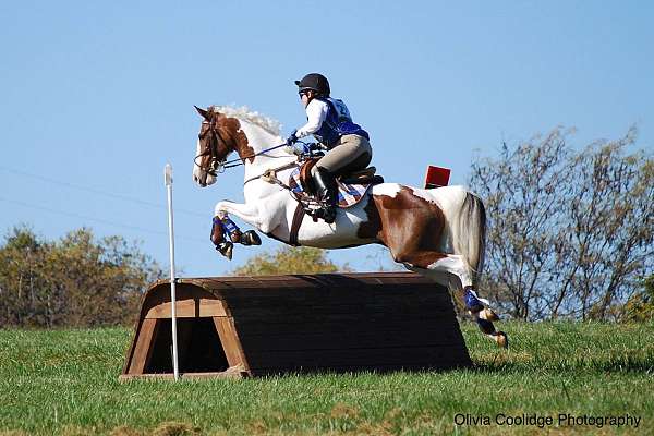 all-around-irish-draught-horse