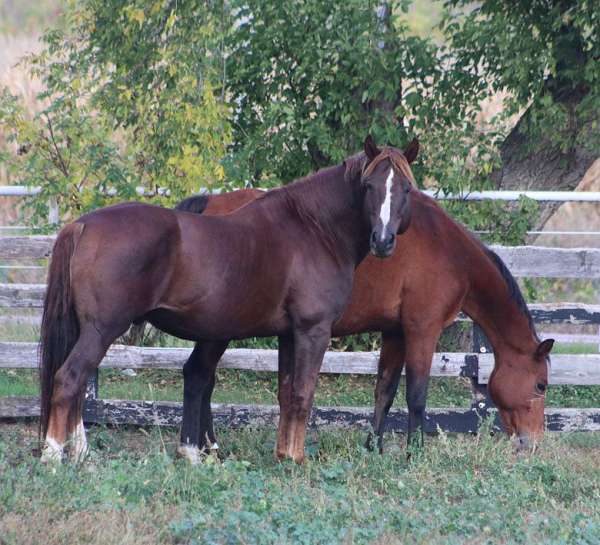 cross-irish-draught-horse