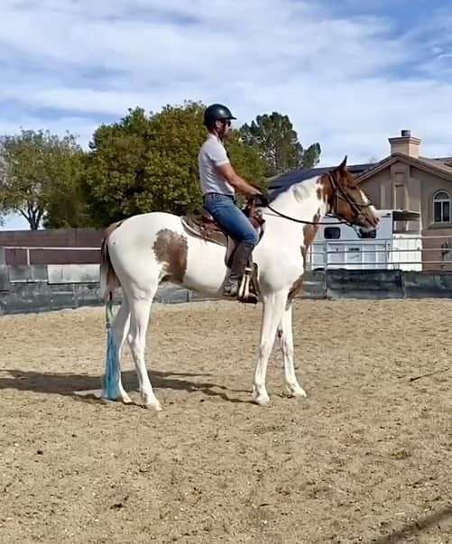 dressage-irish-draught-horse