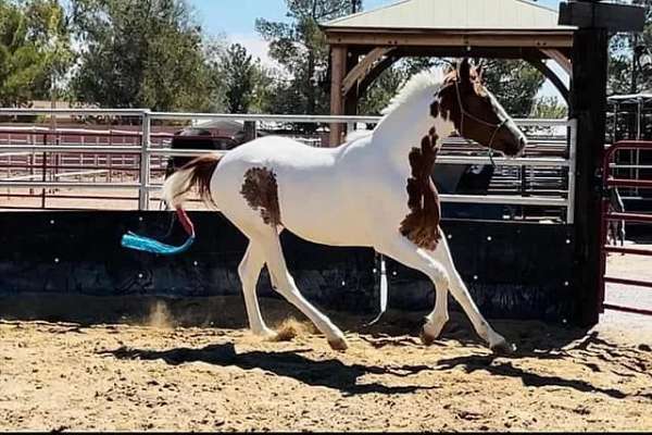 eventing-irish-draught-horse