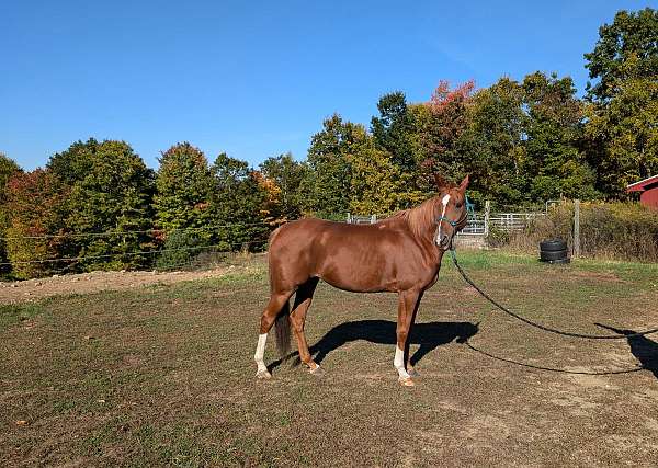 chestnut-athletic-horse