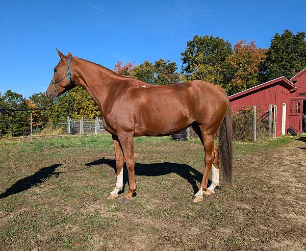 chestnut-beginner-horse