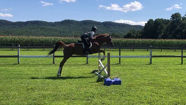 chestnut-dressage-horse