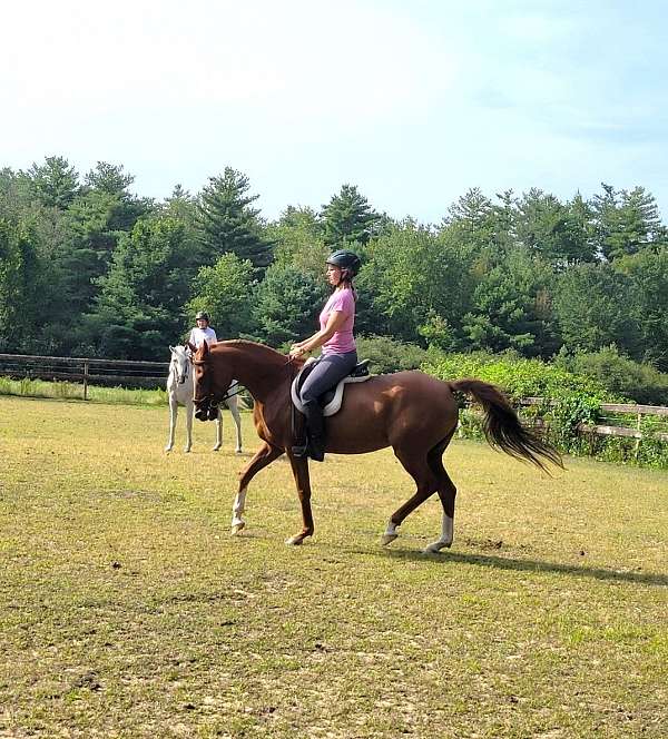 chestnut-eventing-horse