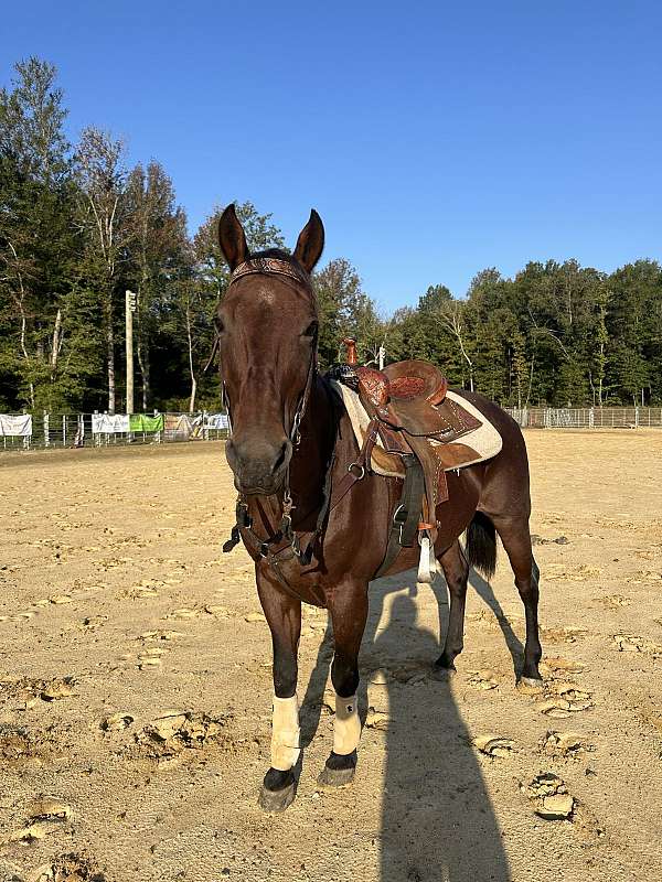 grey-roan-quarter-horse-colt-mare