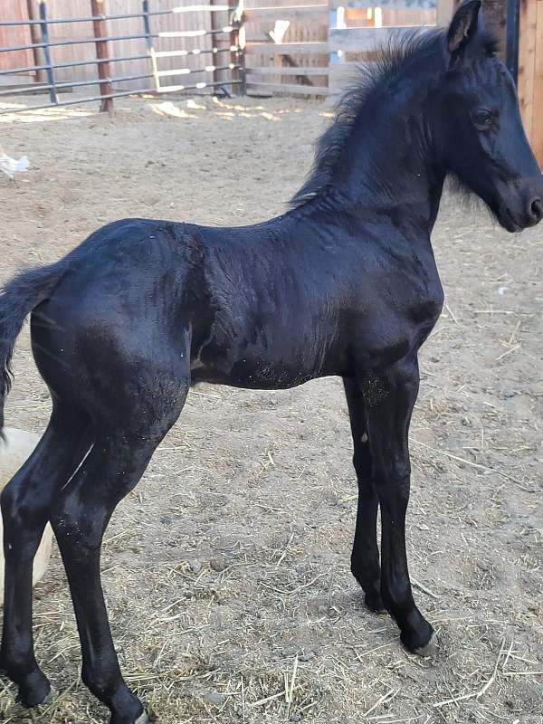 potrillo-colt-caballo-friesian-horse