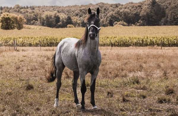 started-under-saddle-walkaloosa-horse