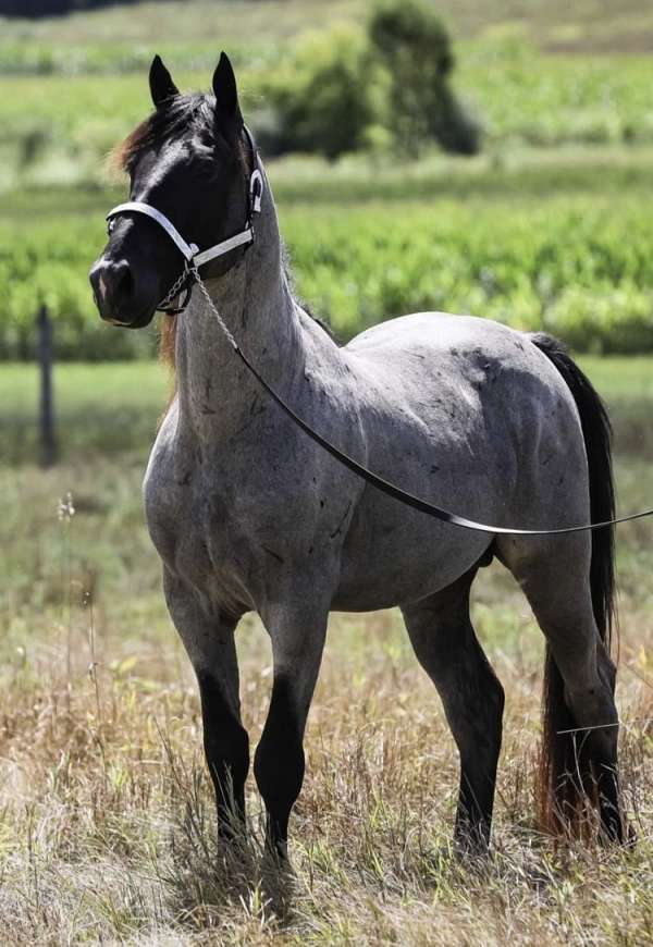 stallion-walkaloosa-horse