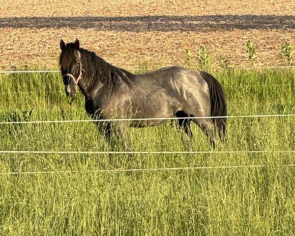 cross-walkaloosa-horse