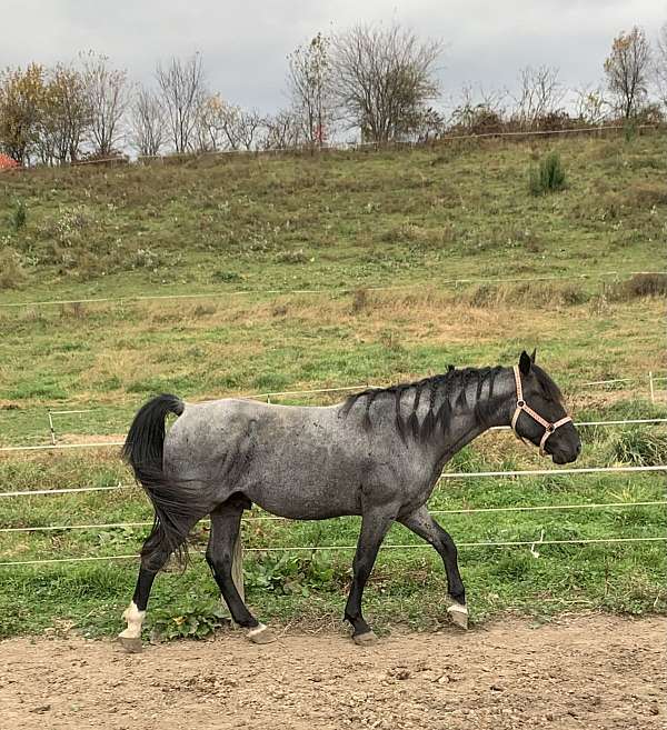 blue-roan-roan-walkaloosa-stallion