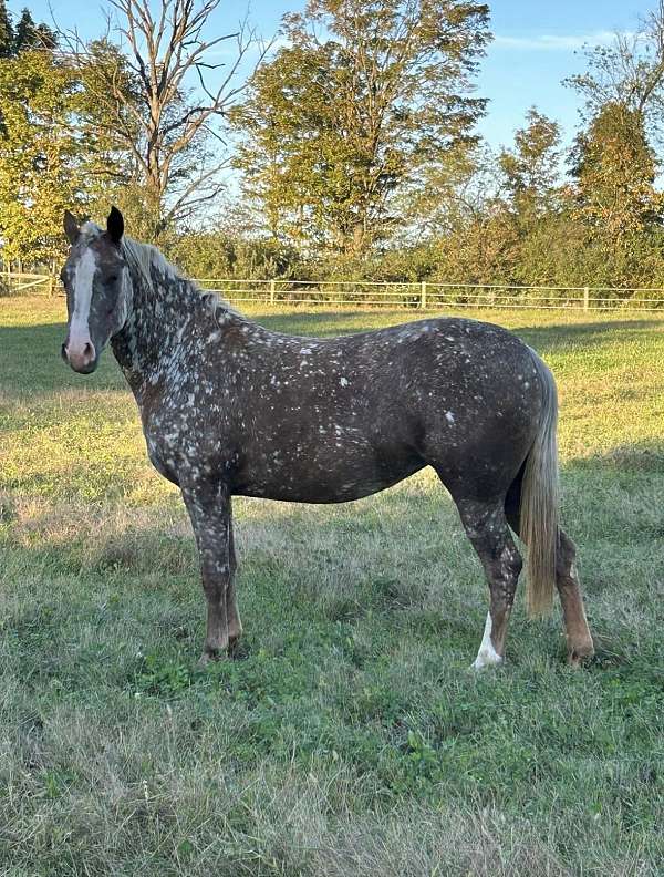 blue-roan-roan-walkaloosa-for-sale