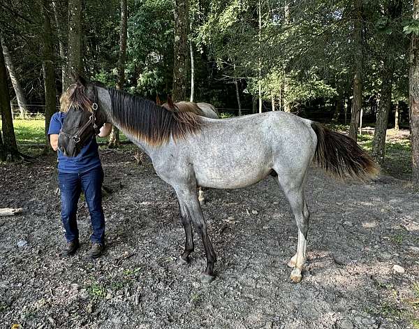 blue-roan-roan-walkaloosa