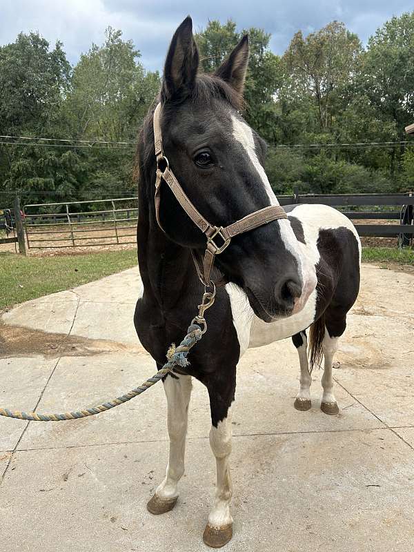 best-spotted-saddle-horse