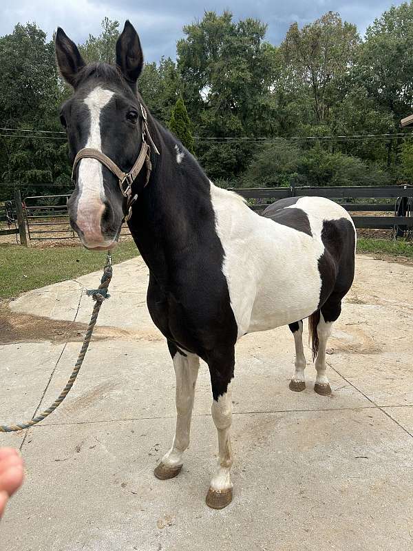 best-offer-spotted-saddle-horse