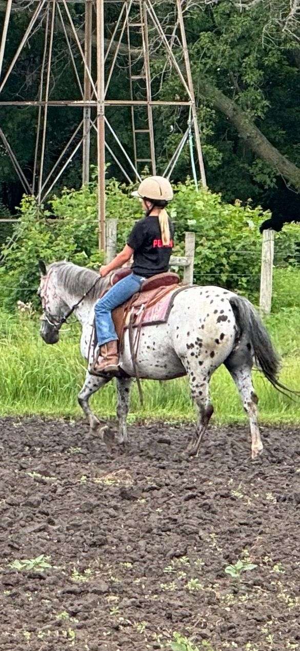 barrel-trail-riding-poa-horse