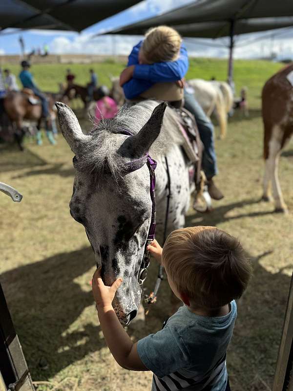 barrel-trail-riding-horse