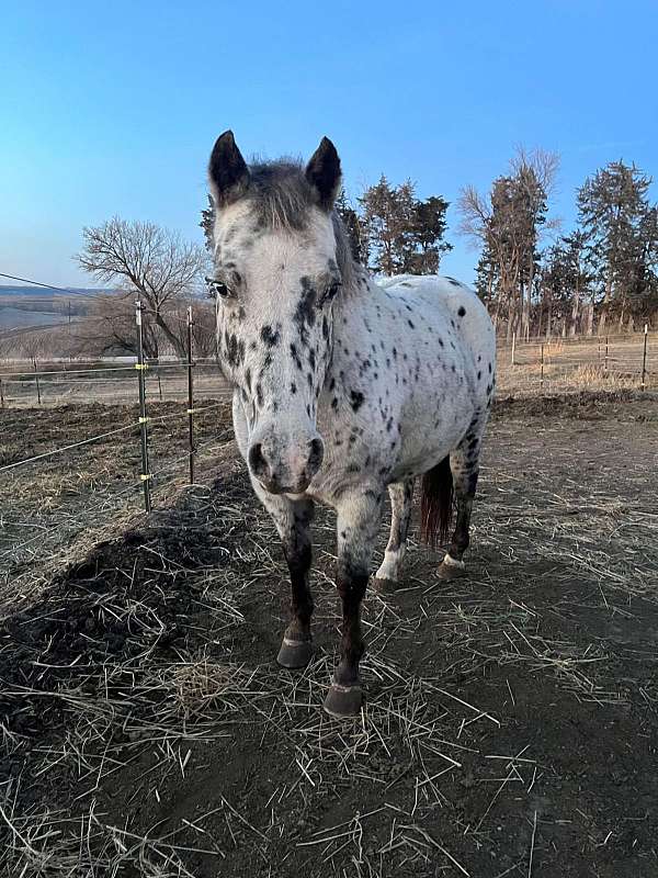 barrel-trail-riding-filly