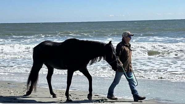 blue-roan-rocky-mountain