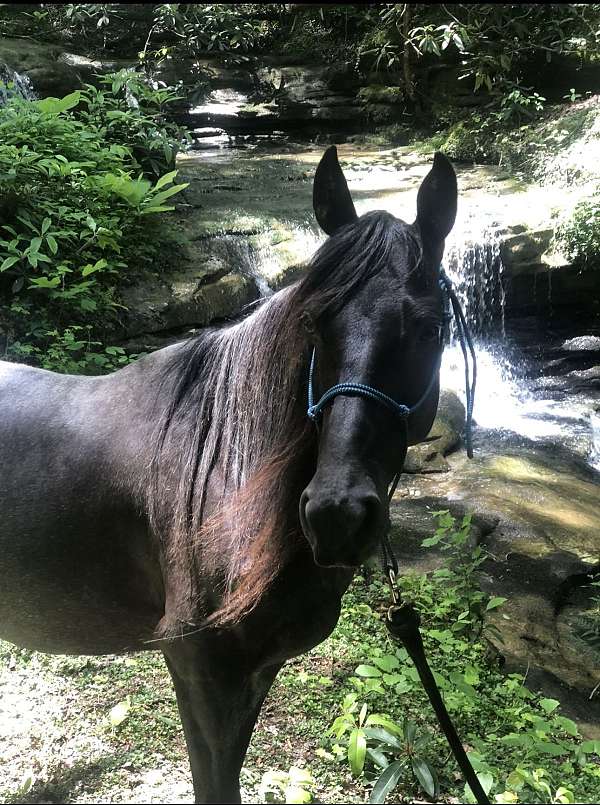 blue-roan-rocky-mountain-mare