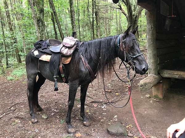 blue-roan-rmha-horse