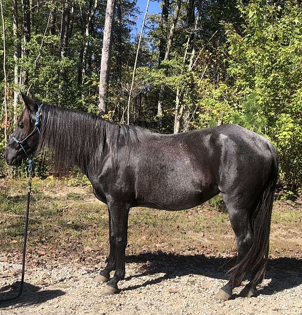 blue-roan-rocky-mountain