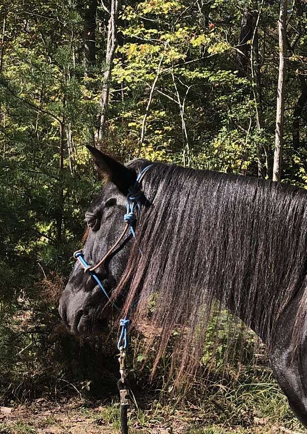 blue-roan-rocky-mountain-mare