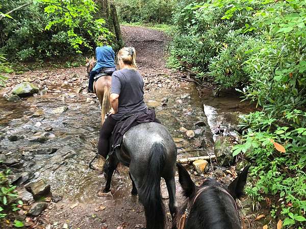 blue-roan-rmha-horse