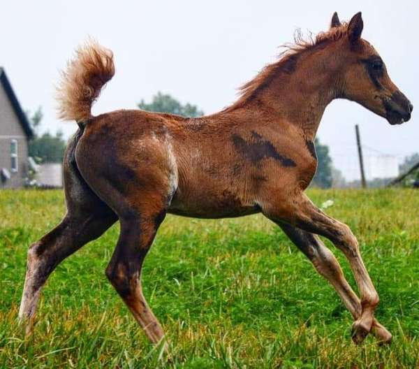 chestnut-hahr-filly