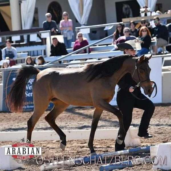 all-around-arabian-horse