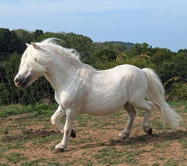 miniature-stallion