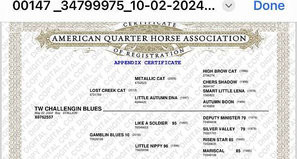 aqha-thoroughbred-colt-mare