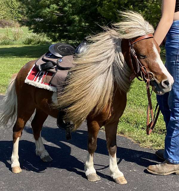 beginner-miniature-pony