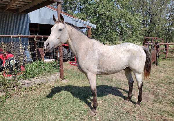 star-snip-on-face-blanket-spots-horse