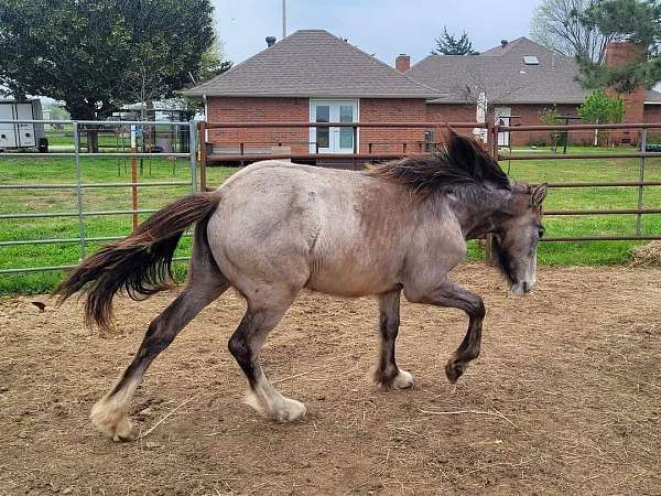 halter-azteca-clydesdale-horse