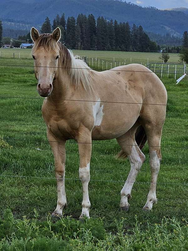 amber-champagne-filly