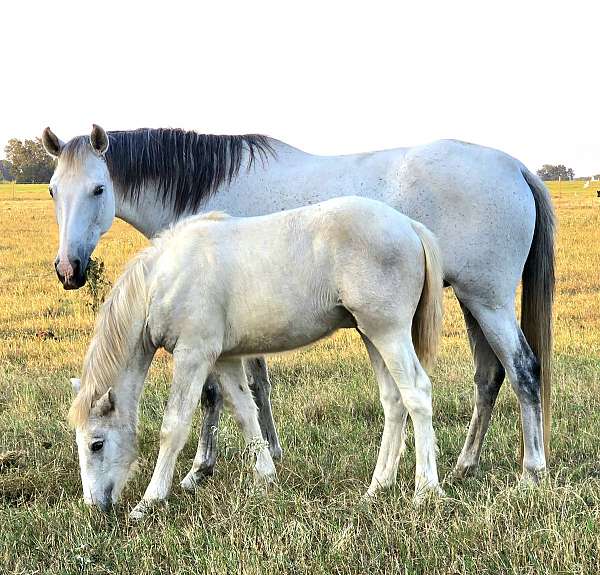 grey-azteca-gypsy-vanner-filly