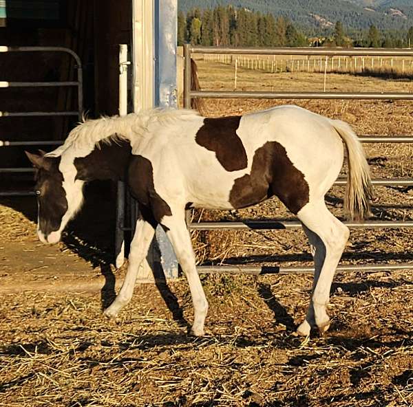 black-tovero-one-blue-eye-horse