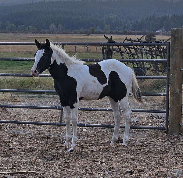 black-tovero-one-blue-eye-horse