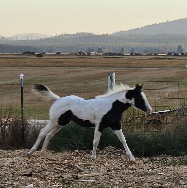 black-tovero-one-blue-eye-horse