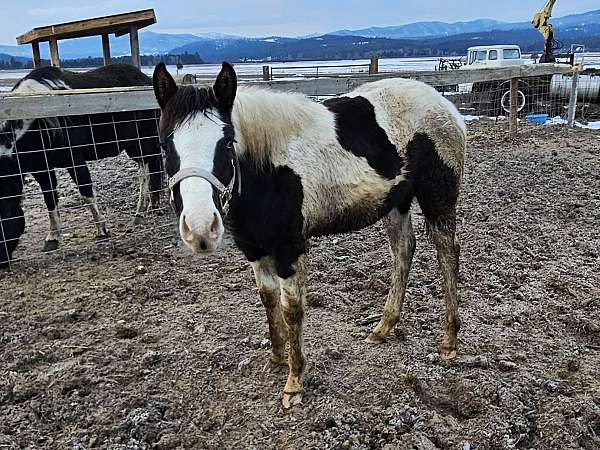 black-tovero-one-blue-eye-horse