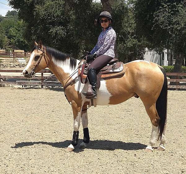 pinto-buckskin-white-tobiano-horse