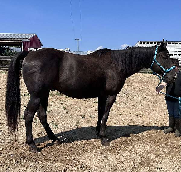 quarter-horse-gelding