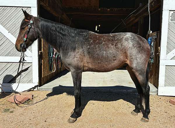 all-around-tennessee-walking-horse