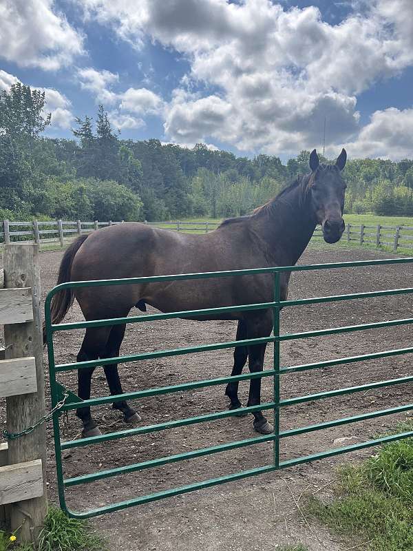 all-around-quarter-horse