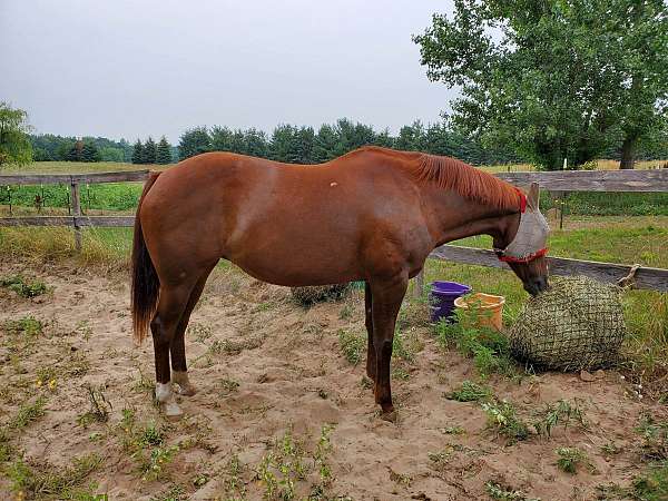 walktrot-quarter-horse