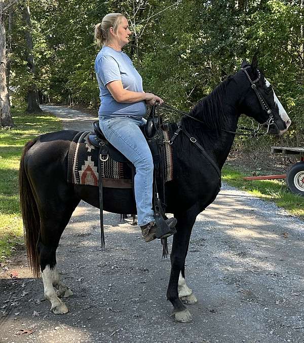 black-blaze-3-white-socks-horse